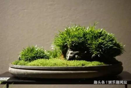 到墙脚挖点青苔做盆栽，没想到养出了微景观，太漂亮了