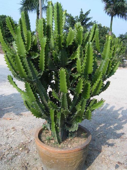 养花新手就选这几种花，价格很便宜，养不活也不心疼