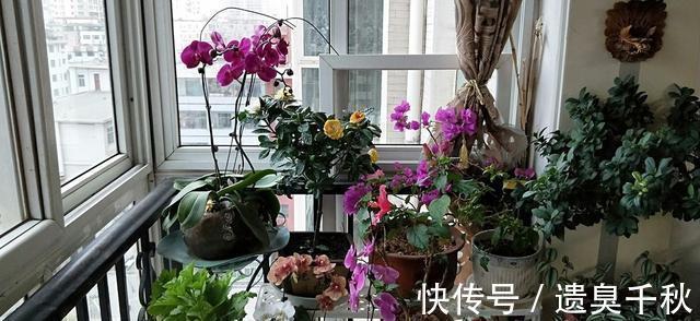 晦气|3种花“晦气花”,最好不要养室内,实在喜欢就养在室外吧