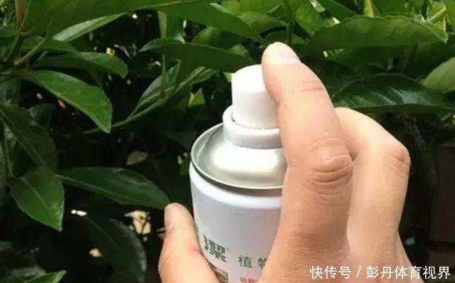 花市这6种花,白送都别要,就算买了也养不活!