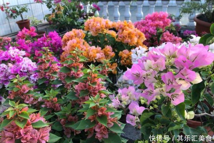 颜值超高|4种花养家里,颜值超高的,花叶俱美超美的