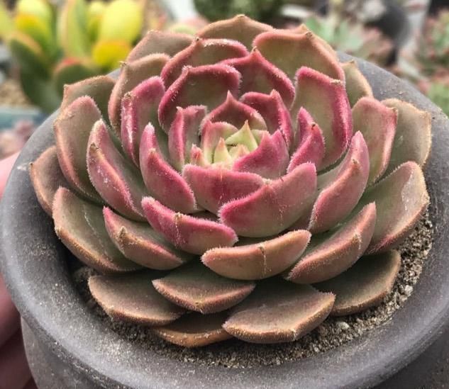 露养的多肉植物放进屋子化水了赶紧学会这些，狂长不冻伤