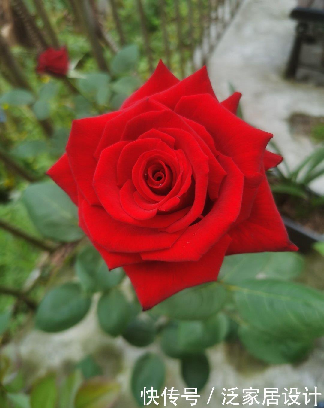 健壮|月季长得乱糟糟的,做好“三修剪”,笋芽更健壮,花量也更多