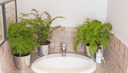 常春藤|卫生间放一盆这个花,再也没有异味了,蚊虫也不见了