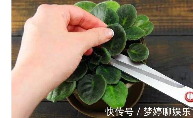 盆栽|把以下叶子随手插土里,两周长出一盆少见的盆栽,花朵比叶子好看