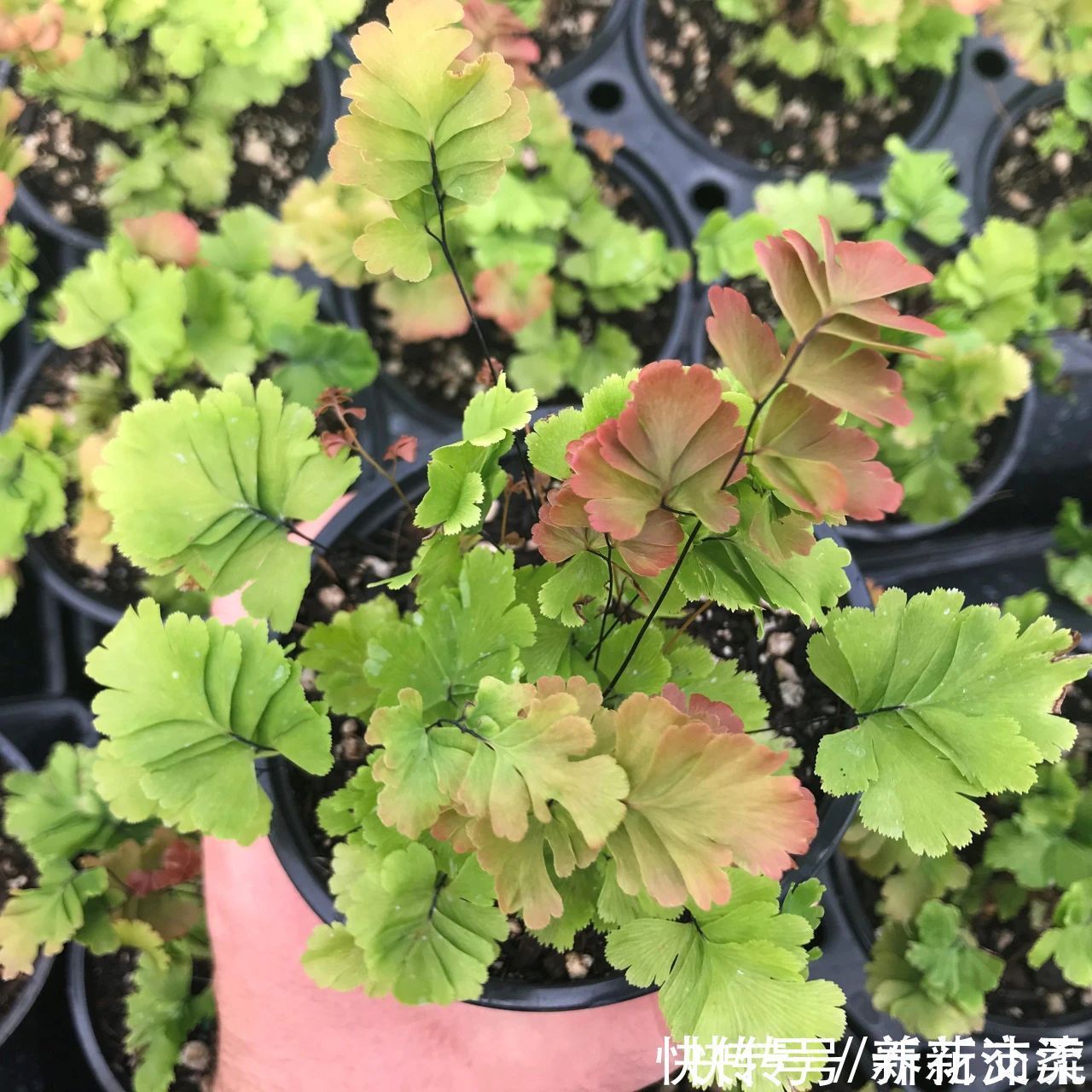 竹芋|6种常见的弱光植物,能室内半阴的环境,养窗台便可维持良好状态