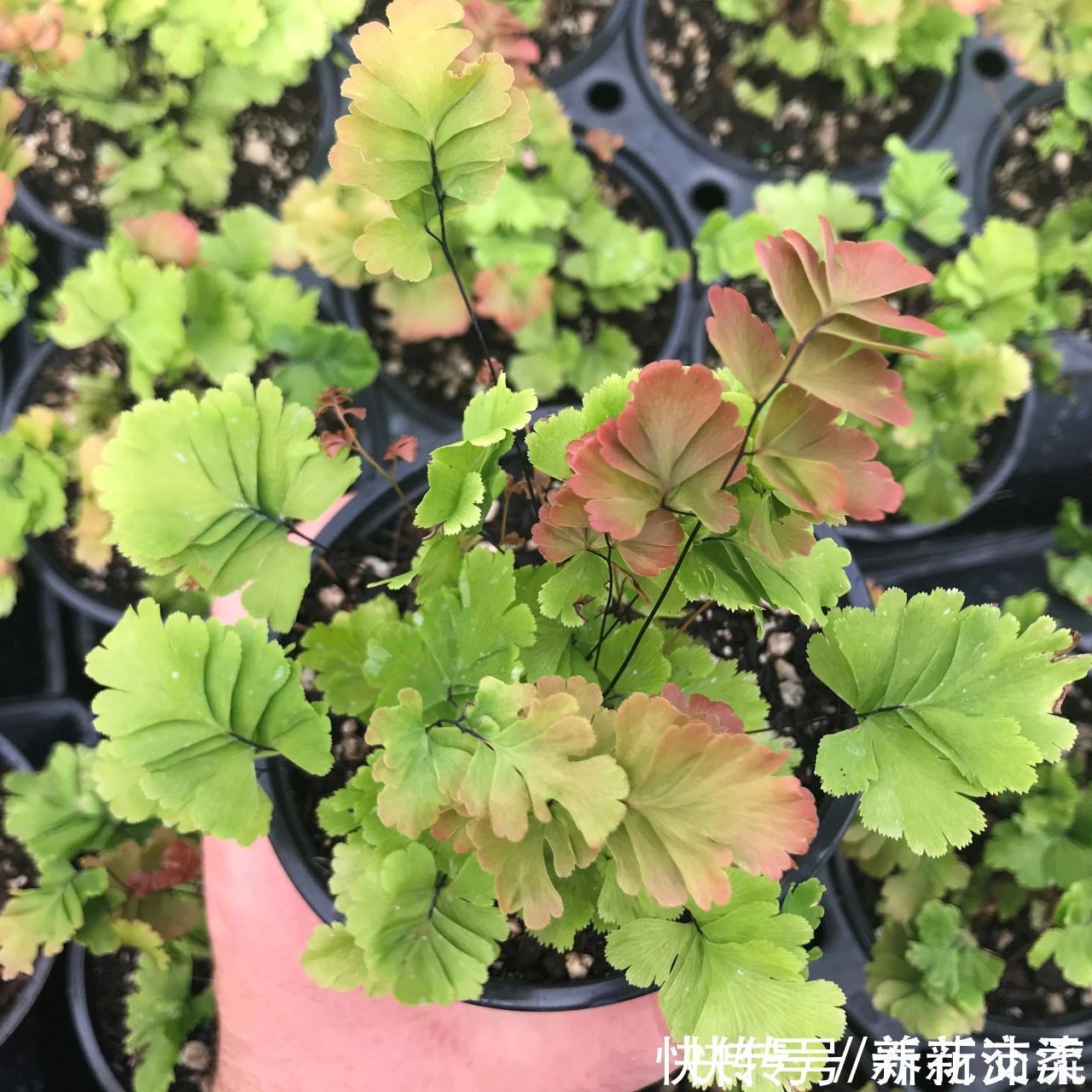 竹芋|6种常见的弱光植物，能室内半阴的环境，养窗台便可维持良好状态