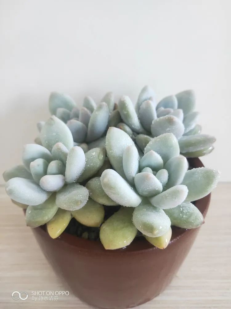 状态一般的多肉们,在我这儿已经是最美的存在了!