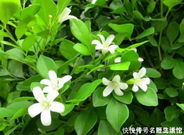 花卉|茉莉花扔了吧此花一年开180天，四季飘香，说啥都要养一盆