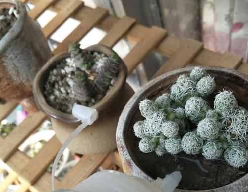 爱花养花，天冷打理就不能忽视这些因素，不然一盆不剩