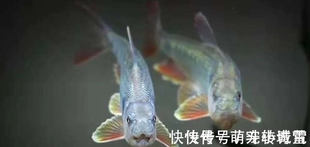 饲养|我国最漂亮的原生鱼,未必是鳑鲏和白云金丝,这种小型鱼更漂亮