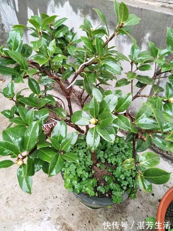 花盆里插1根筷子,解决了养花人的大难题,快试试看!