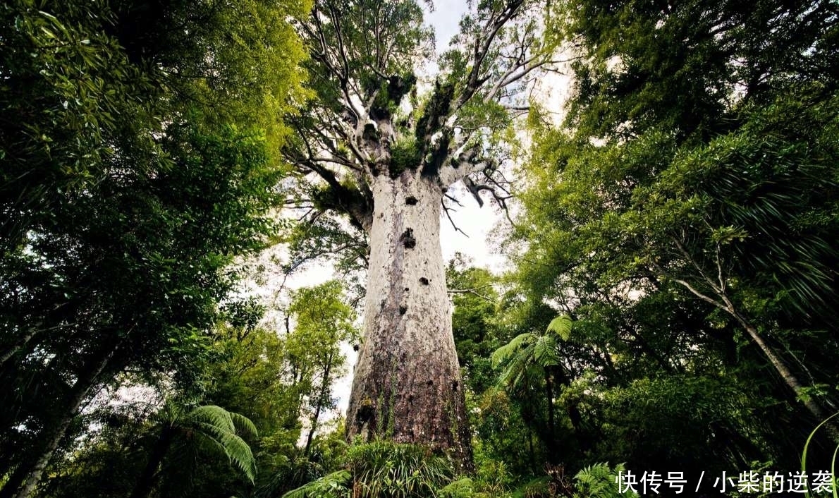 一起云旅游：盘点世界各地美丽的森林，好想去看看！！