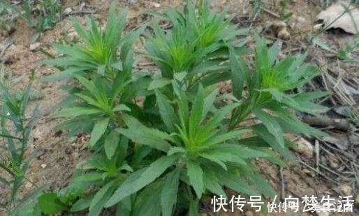 当害草|长在田间地头的野草,被农民当害草,治牛皮癣有奇效,大家认识吗