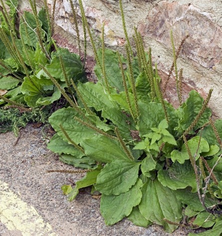 女性|女性常吃此物，不咳嗽了，子宫越来越干净，远离妇科炎症，效果棒