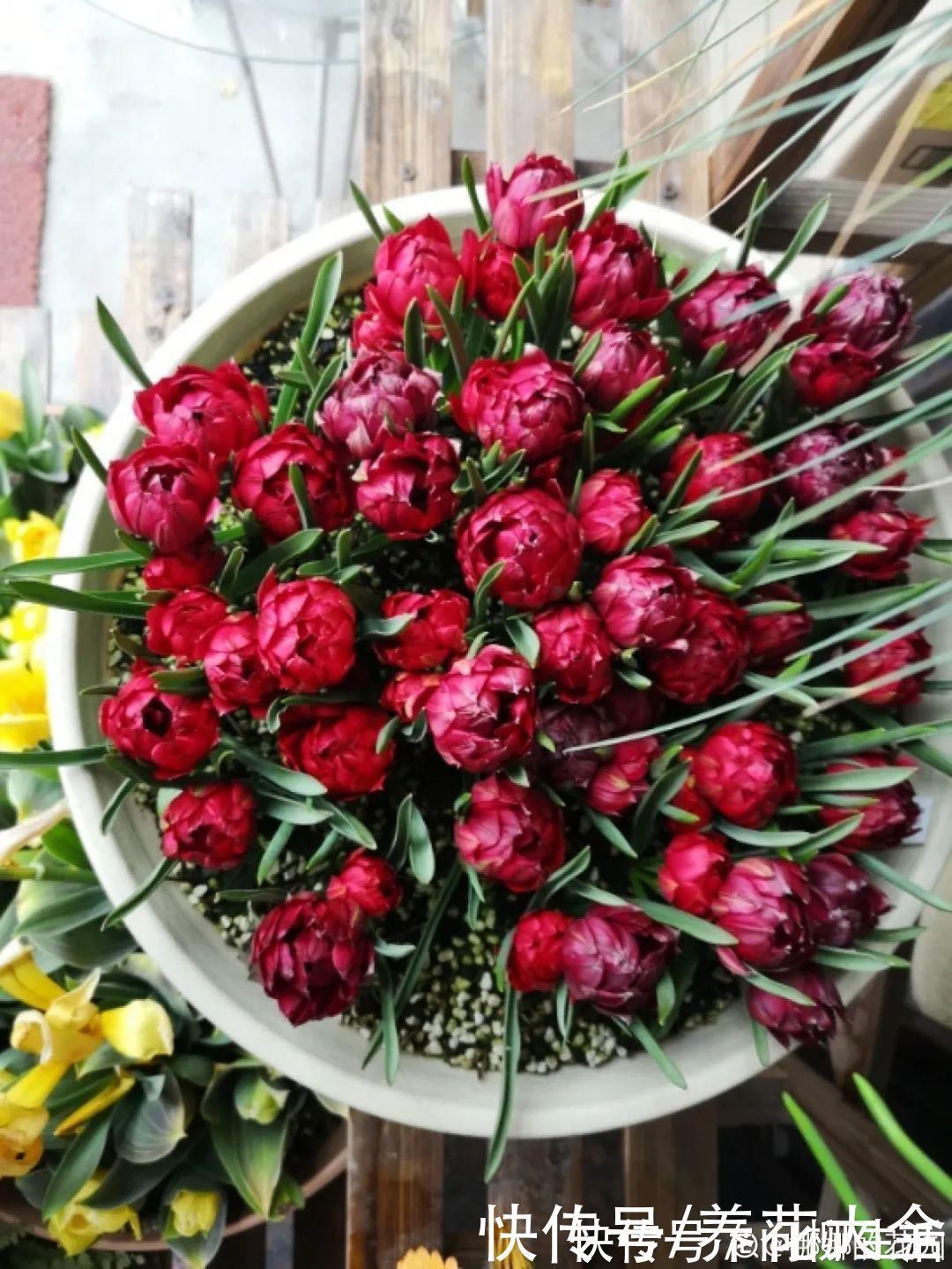 水仙|上万块的蟹爪兰,开花像烟花,养过的人不多