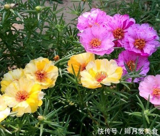 这4款花卉最适合在家盆栽,一年花开四季,一茬接着一茬窜花