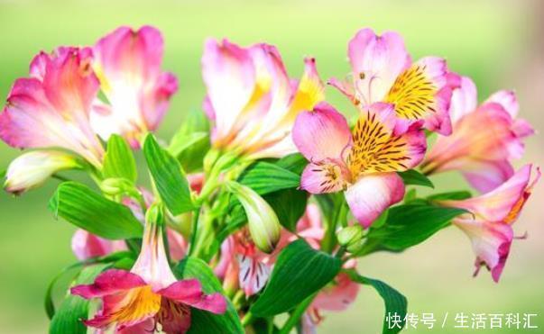 开花时间最长的8种植物,你养过几种,最后一种居然堪称花不落