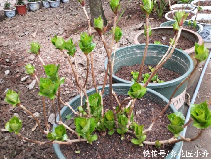 3种花开春冒芽就开花，抓紧时间“进补”，想看花不能偷懒
