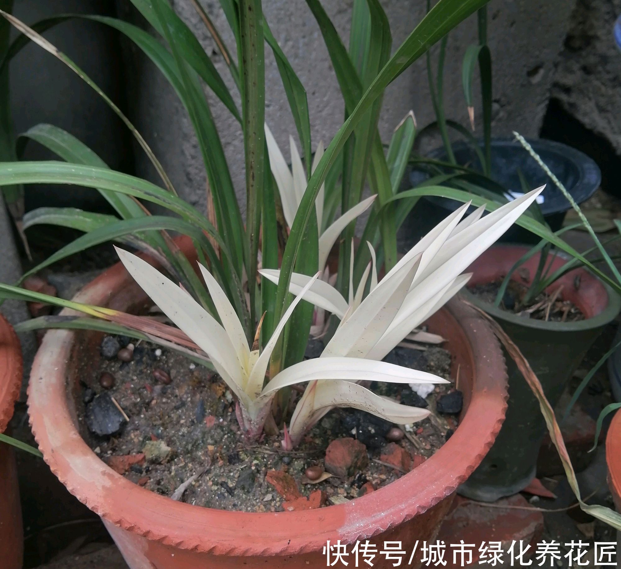叶艺|兰花长出来的新苗全是白色,艺草兰花身价翻百倍?
