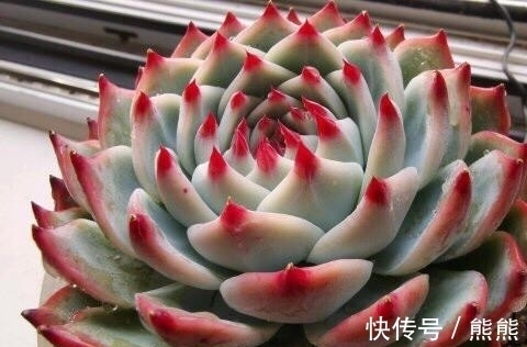 阳台养多肉想要上色快，就要勤做3件事，花友：真考验体力和财力