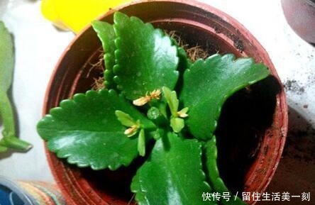 4种花适合在“冬天”扦插，不黑腐好成活，2月就能开满花！