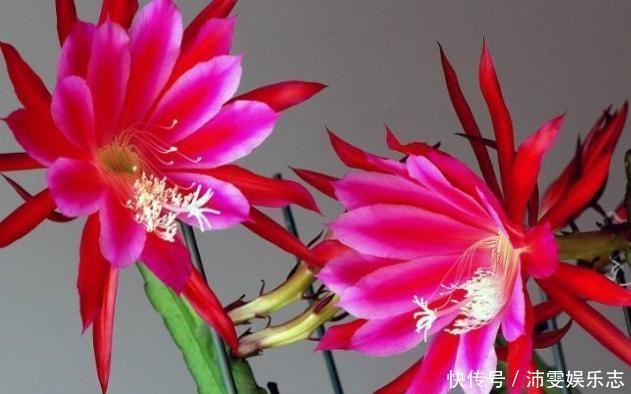 大荷花|一盆“仙人掌”,开满“大荷花”,又威武,又壮观,又好看