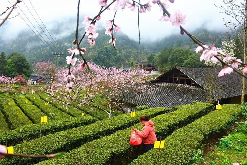 |盛家坝：桃花明媚暖二官