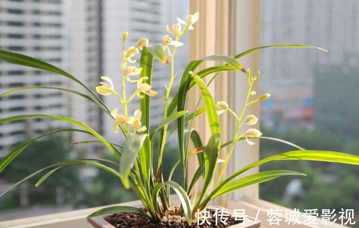 肥料|君子爱兰,苗易养,花难开!新手试试这“4点”,年年开花很简单