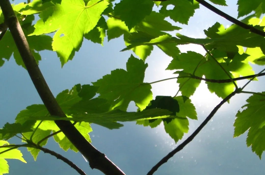 唐多令·惜别&66首惊才绝艳的古诗词,终于找全了,值得永久收藏