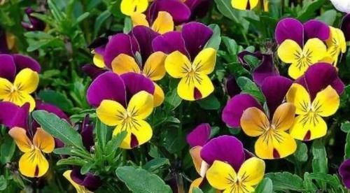 假花|4种花超好养,给点阳光就灿烂,漂亮得像假花