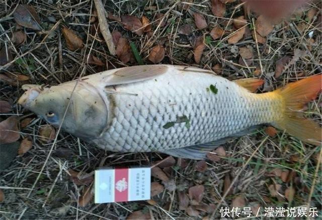 钓鱼|夏季钓鱼不用愁,只需玉米配小麦,野钓鲤鱼草鱼鲫鱼有奇效!