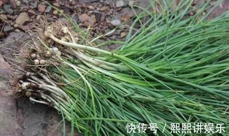 苦菜|被当杂草的野菜，摇身一变成人们哄抢的爆款中草药，了解下