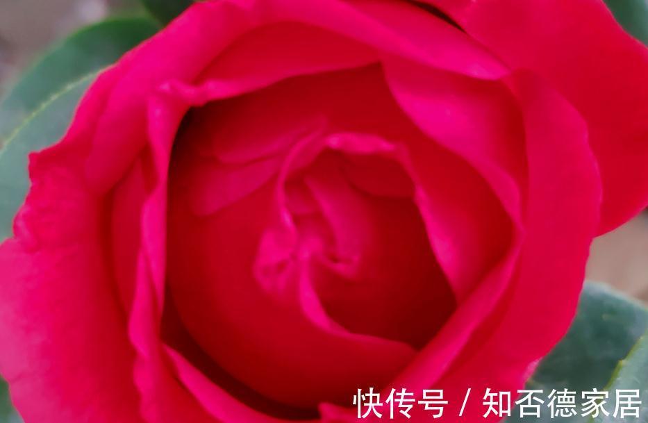 克瑞墨大牡丹,开花了,太漂亮了,赶紧去养一盆