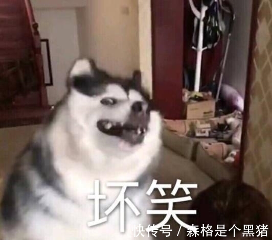 |笑话十则：你看看我，是不是也跟你形容的一样？我也是天鹅呗？