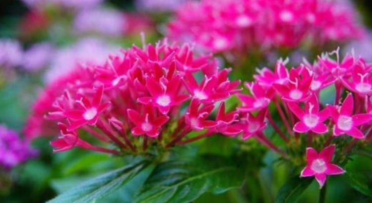 4种花是花卉中的佼佼者,好养易开花,花香四溢飘满屋,美爆了