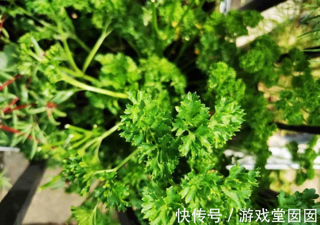 6种香草盆栽，掐个叶子就能吃，味道清香四溢！