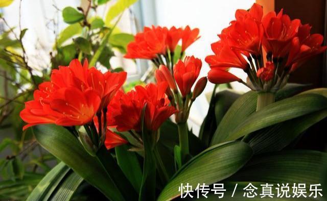 君子兰、蟹爪兰不开花给你说个小方法，天一凉快，叽里咕噜开花
