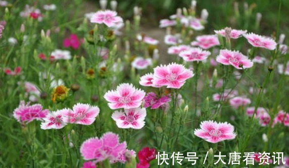 种花|“病菌”超怕的5种花，家里只要养一盆，和医院说拜拜！