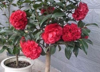 什么淘米水、啤酒水都不如它,“一勺”养爆一盆花,就怕你不认识