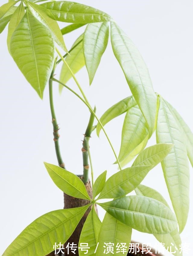 客厅养“3钱4财”,好看又好养,新手反倒看不上!