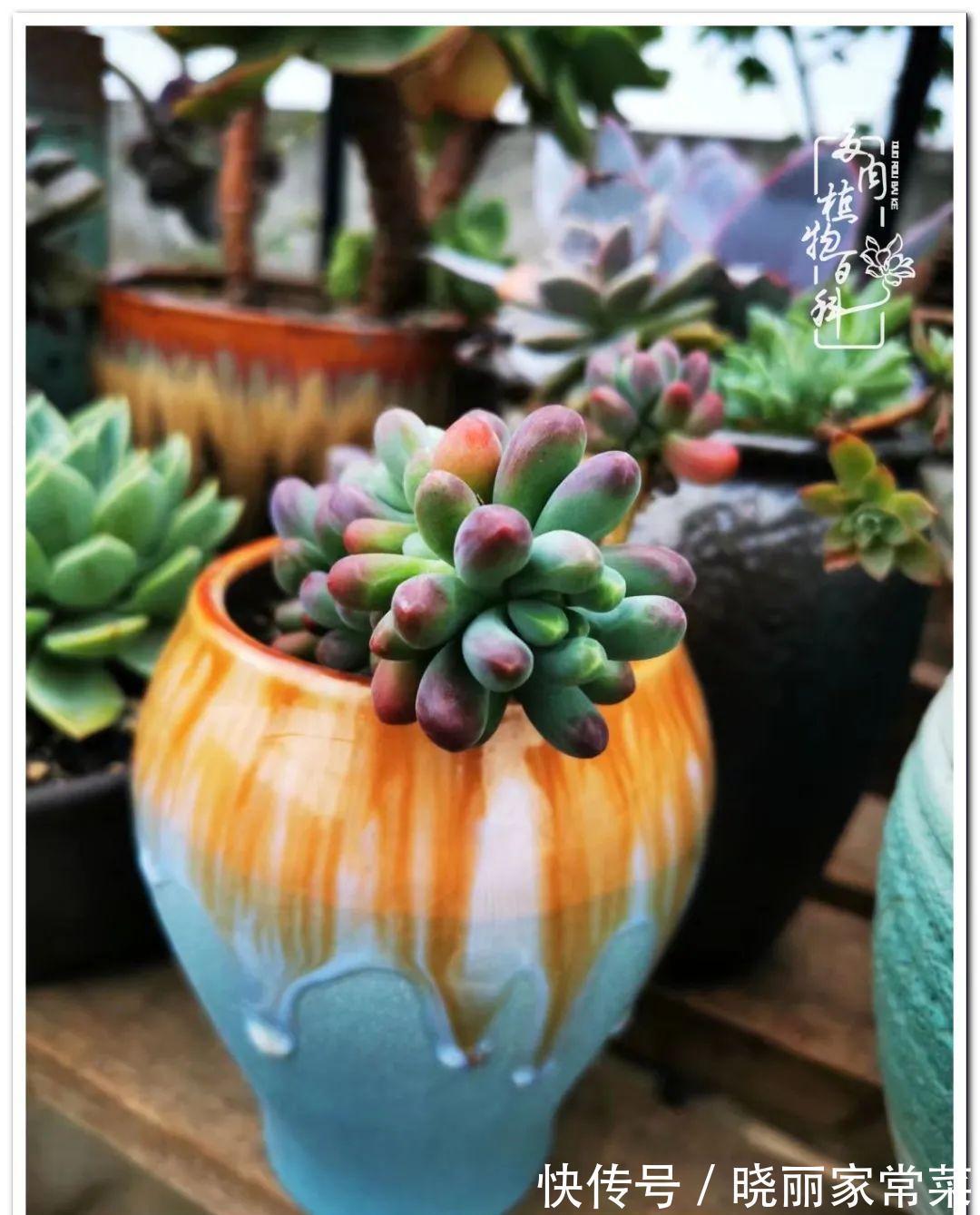 多肉之路,让我沉醉,浮世三千,有肉就欢!