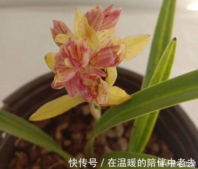 养花技巧公认难养的3种花,高手用经验告诉你,怎样快速开花