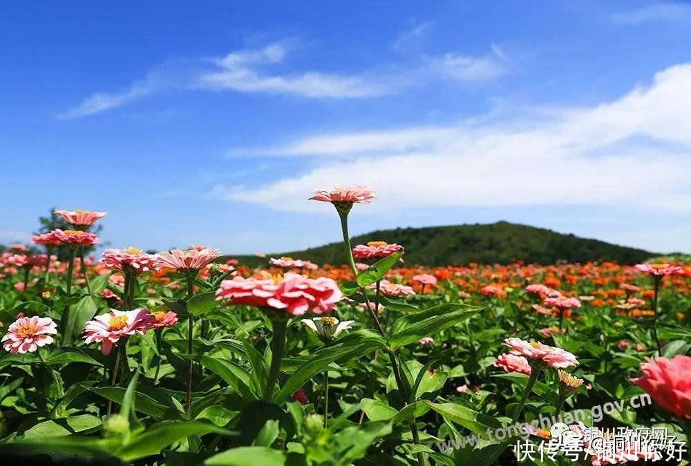 百日菊|八月宜君，百日菊开满了山岗