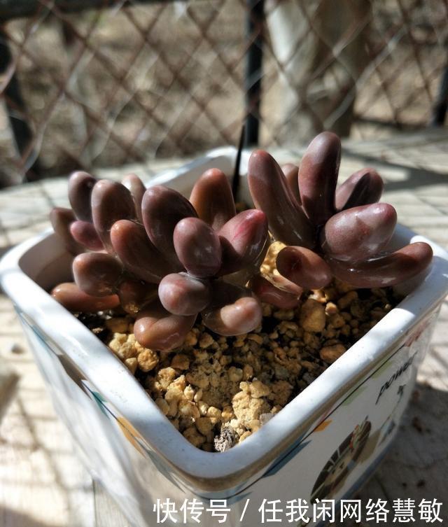 养了三年，多肉终于给点颜色瞧瞧了