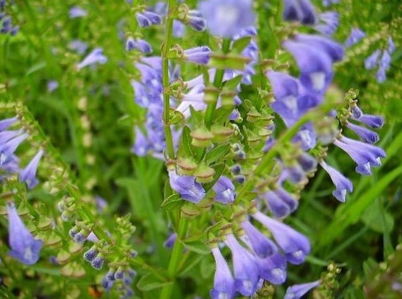 活血化瘀|医生提醒：常吃以下3种野菜，能清热解毒，活血化瘀，消肿止痛！