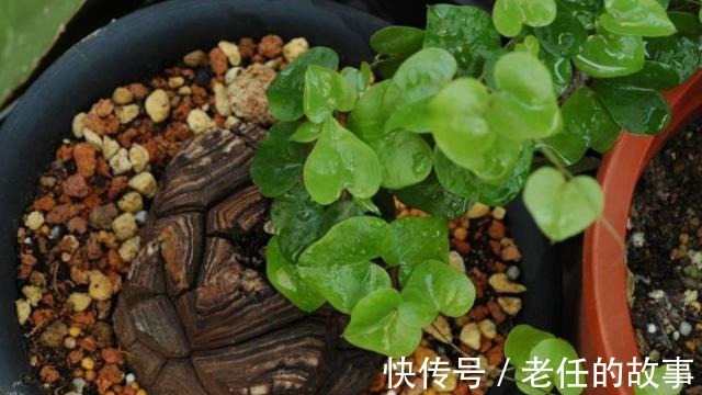 养花|花农养花为啥成本这么低学会用小苏打,几十盆都花不了2块钱