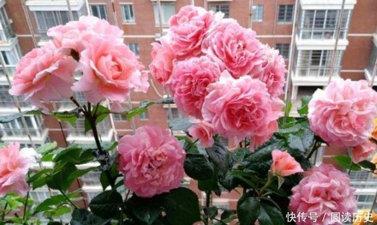 三角梅|喜欢赏花,就养此4款小花,芳香四溢,比香水都好闻