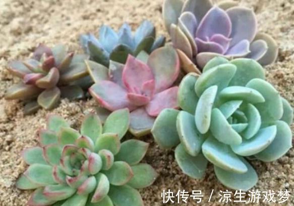 大温差养多肉记住3个小妙招,植株紧凑,叶片上色快
