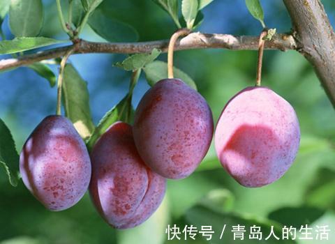 养肝|“肝”不好，不要慌！常吃1种“水果”，能养肝，促进排肝毒